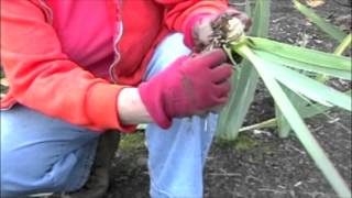 Garden Care Replanting Iris [upl. by Yrral]