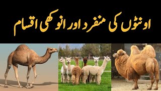 Camels Species found in the World  Dromedary Camel  Bacterian Camel  Llama  Guanaco etc [upl. by Mohsen]