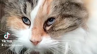 Blind Calico Long Hair Cat [upl. by Leima]