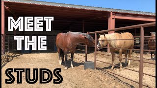 BONUS FOOTAGE  PITZER STUDS amp NEW BREEDING BARN [upl. by Yrovi]