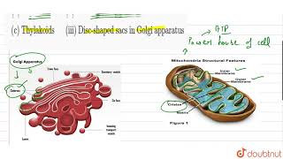 Match the followinga Cristaei Flate membranous sacs in stromab Cisternaeii Ifo [upl. by Peterec]