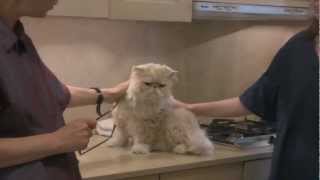 Persian Cat Grooming With The Pet Maven [upl. by Adnuahs935]