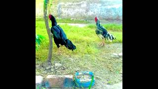 Ya kitni Kai honai chahii comment mei btao aseelmurgh murgha shortsfeed youtubeshorts bird [upl. by Anirrehs]