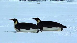 Emperor Penguin quotsleddingquot across the Antarctic ice pack [upl. by Francesca]