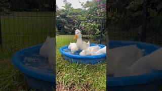 Sunday Funday duck petduck cute [upl. by Naujud]