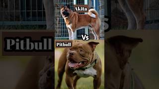 Akita vs Pitbull Dog  Who Is Winner akita pitbull shorts youtubeshorts [upl. by Karlotte]