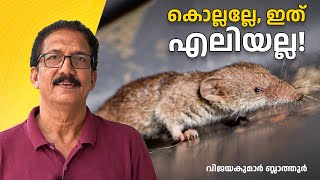 നച്ചെലി എലി അല്ല ഷ്രൂ  പ്രാണിപിടിയൻ സസ്തനി Shrew is not a Rodent as Rat or Mouse shrews എലി [upl. by Sheree]