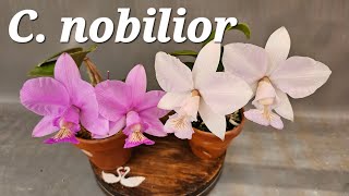 C nobilior concolor Brilliant  SMJOGA [upl. by Airdni637]