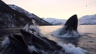 Norwegian fishermen have close encounter with humpback whales English subtitles [upl. by Scarface81]