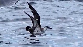 Pardela de Barrete  Great Shearwater [upl. by Nosnorb593]