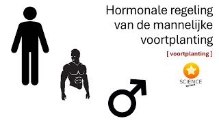 De hormonale regeling van de mannelijke voortplanting  GENETICA [upl. by Suirrad]