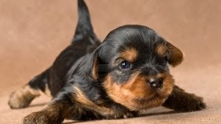 Yorkie Puppy Crying [upl. by Eelibuj]