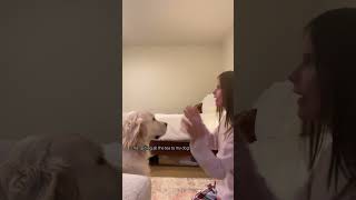 The tea is real lmao funny fypシ゚viral viralvideo goldenretriever dog subscribe [upl. by Audris]