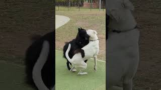 🐕‍🦺 Groenendael plays with big dog dog belgiansheepdog groenendael dogsplaying belgianshepherd [upl. by Adnek]