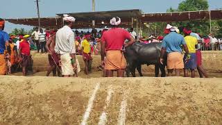 Kambala Start Katapadi Beedu  2024 [upl. by Aeht161]