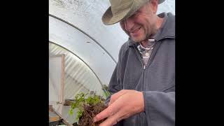 Hellebores and making more Plants [upl. by Meyers649]