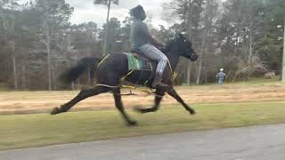 STANDARDBRED PACER 3 YEAR OLD MARE ASIAN GIRL VS STANDARDBRED CROSS 3 YEAR OLD STUD DRACO [upl. by Netsud]