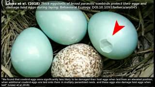 Brood parasitism Cowbird eggs damage host eggs during laying from elevated positions [upl. by Huntingdon]