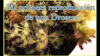 Mi primera reproduccion de una drosera [upl. by Azilem25]