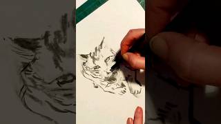 sketching charcoal art timelapse cat drawing ♥️ [upl. by Parks393]