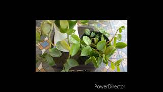 Peperomia Indoor Plants [upl. by Grearson]