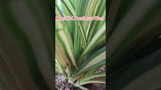 Pandanus Plant Care Tips👌👍How To propogation amp Some important tipslowmaintananceplantbeautiful❤️ [upl. by Tekcirc]