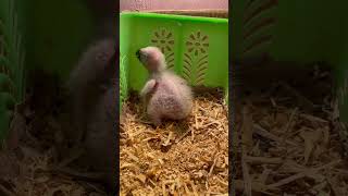 African grey parrot baby parrot birds macaw [upl. by Ellevehs]