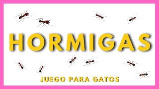 HORMIGAS para GATOS 🐜 VIDEOS PARA GATOS😹 [upl. by Rubi]