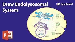 Graphical Abstract in Powerpoint  Endolysosomal System Speed Drawing  Scientific Illustration [upl. by Naicul]