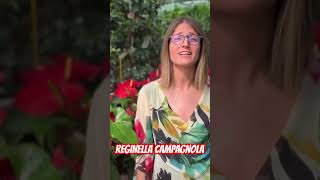 O Campagnola Bella… polka organettoabruzzese italiansongs [upl. by Srini570]