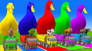 5 Giant Duck CartoonCowElephantTigerLionDinosaurPaint Wild Animals Crossing Fountain Animation [upl. by Eaves592]