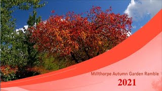 2021 Millthorpe Autumn Garden Ramble [upl. by Ahsinit554]