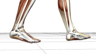 Understanding joint pain [upl. by Yolanda475]