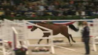 ♂ Chin Champ jumping stallion HOLST by Chin Chin [upl. by Zephan]