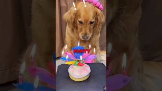 Birthday puppy excluded shorts shortvideo ytshorts funnyshorts cute [upl. by Yetak537]