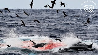 Cuvier Beaked Whale Hunt Bremer Bay Orca [upl. by Thurmond599]