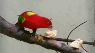 Chattering Lory [upl. by Hannibal]