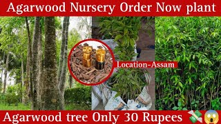 Agarwood tree in Assam price Agarwood plants Nursery farming in india Agarwoodtree [upl. by Anitneuq]