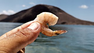 Pesca de BOTETE con CAMARÓN [upl. by Ahsemak]