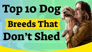 Top 10 Dog Breeds That Don’t Shed [upl. by Hamrah]