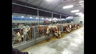 visite de mon nouveau bâtiment vaches laitières [upl. by Urbanna]