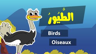 Learn arabic birds – Apprendre l’arabe les oiseaux – اسماء الطيور باللغة العربية [upl. by Azmuh601]