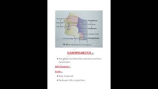 Pharynx 📝 headandneck mbbslife anatomy pharynx medicalconcepts28 [upl. by Anawt897]