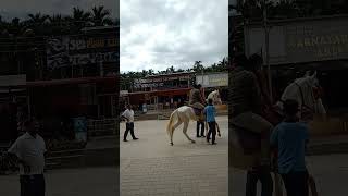 Horse Riding  White Horse  New Horse Ride  Riding [upl. by Maurreen]