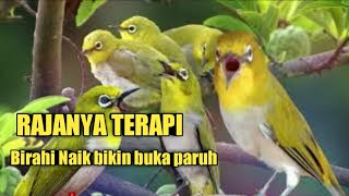 terapi pleci agar buka paruh SUARA PLECI OMBYOKAN  CALL PLECI BETINA BIKIN BIRAHI NAIK [upl. by Doty750]