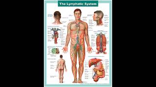 Speed Healing Lymphology and your Immune system [upl. by Kirat]