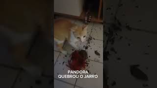 PANDORA INICIANDO OS SERVIÇOS😂🤣😂 [upl. by Yeniffit]