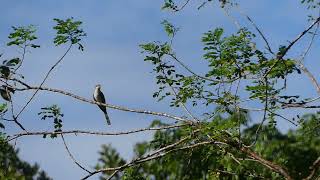 yellow billed cuckoo arrived in Panama shorts [upl. by Akihc50]