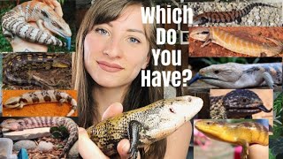 Types Of Blue Tongue Skinks Subspecies [upl. by Amann537]