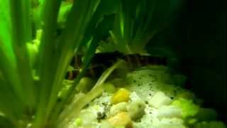 Kuhli Loaches Love Peas [upl. by Rand]